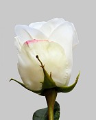 Rose Dutchess Bud 21" White