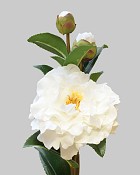 Camellia 28.5" White