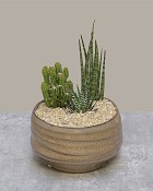 Desert Harmony