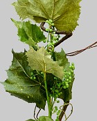 Spring Vineyard Branch 32" Green