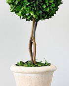 Single Ball Boxwood Topiary in Pot 16" Green