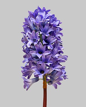 Hyacinth 