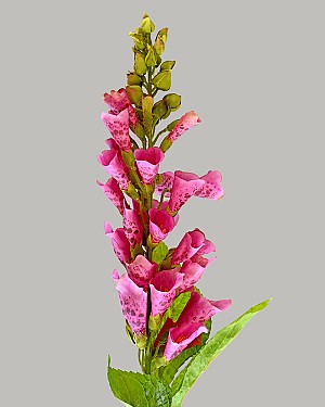 Foxglove