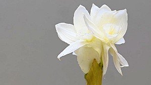 Paperwhite