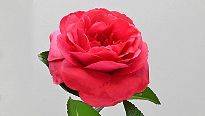Camellia