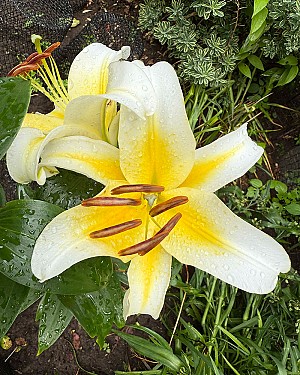 Lily