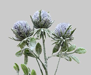 Thistle