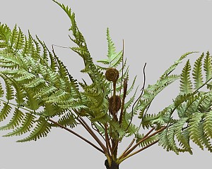Fern