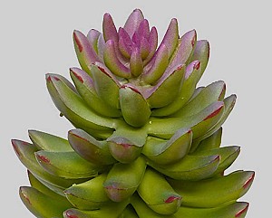 Succulents