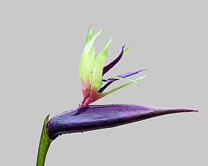 Bird of Paradise
