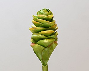 Ginger Cone