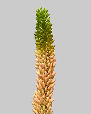 Foxtail Lily