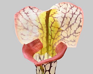Pitcher Plant