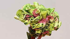 Celosia