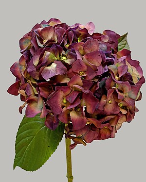 Hydrangea 18" (7" Bloom) Eggplant