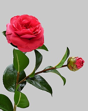 Camellia 24" Red