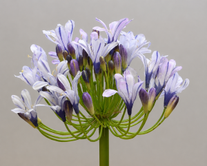Agapanthus 35" Lavender/Blue