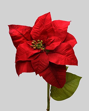 Poinsettia 24" Red