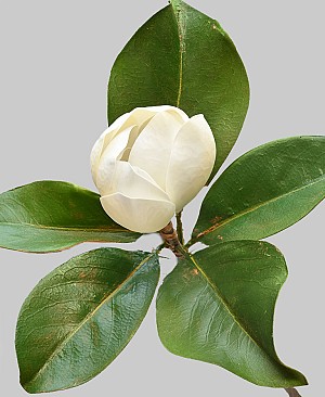 Magnolia 24" White