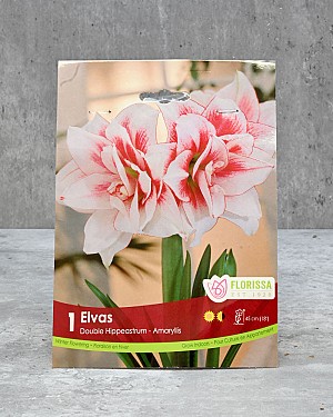 Amaryllis Bulb - Elvas