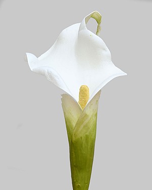 Calla Lily 20.5" Bright White
