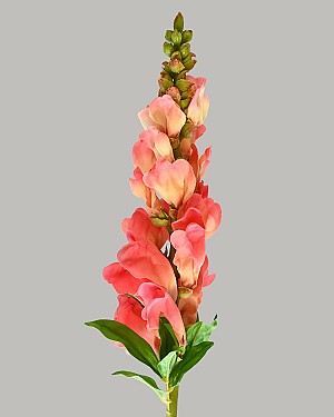 Snapdragon 23" Salmon