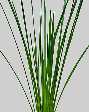 Sword Leaf 25" Green