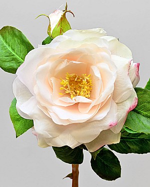 English Rose 19" Light Pink