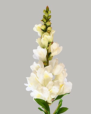 Snapdragon 23" White