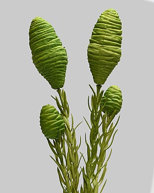 Leucadendron 22" Green