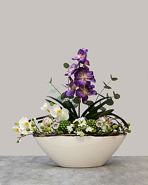 Regal Orchid