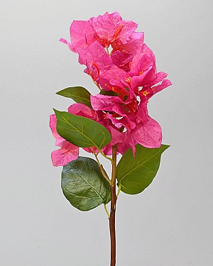 Bougainvillea 19" Fuchsia