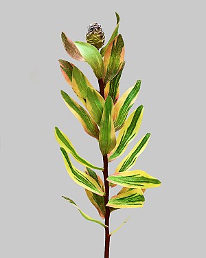Mini Protea Bud Branch 19" Green