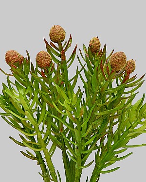 Cedar Succulent 7" Green