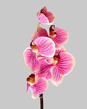 Mini Orchid Phalaenopsis 20" Pink/White