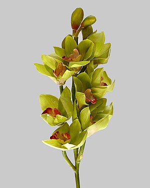 Cymbidium Orchid 21" Green