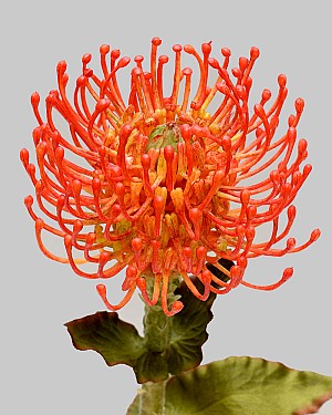 Protea Pin Cushion 26" Orange