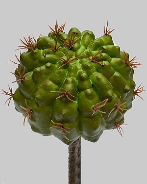 Barrel Cactus 7" Green
