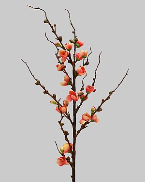 Peach Blossom 30" Orange