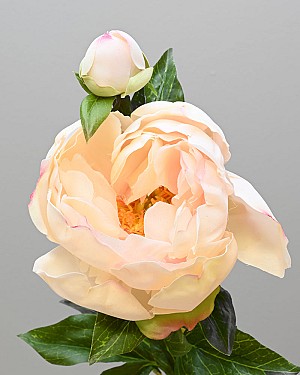 Peony with Bud 23" Cream
