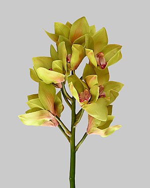 Cymbidium Orchid 23" Green