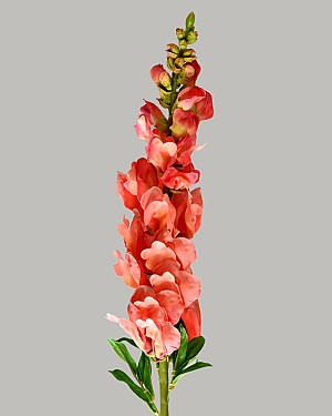 Snapdragon 30" Salmon