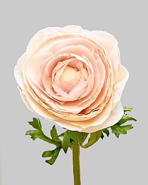 Ranunculus 22" Peach