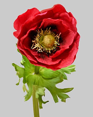 Anemone 17.5" Red