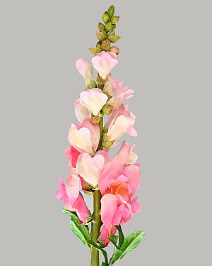 Snapdragon 23" Pink