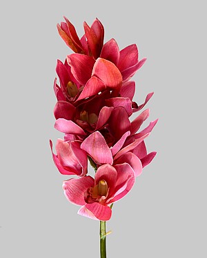Cymbidium Orchid 22" Pink