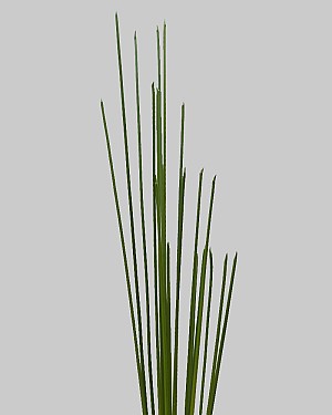 Reed Bundle 33" Green