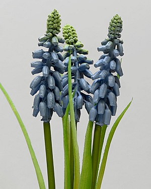 Muscari Bundle 12" Blue