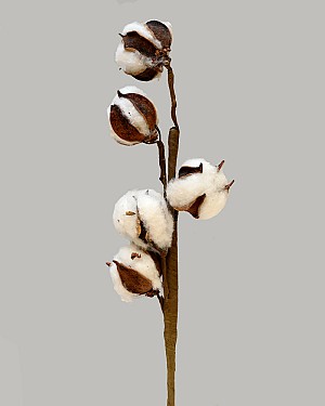 Cotton Spray 17" Brown