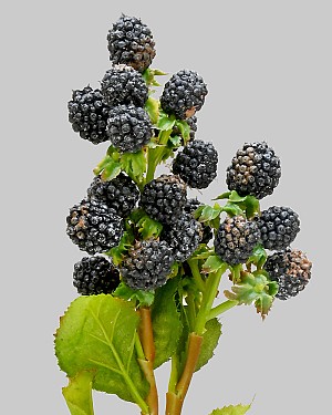 Raspberry 18.5" Black